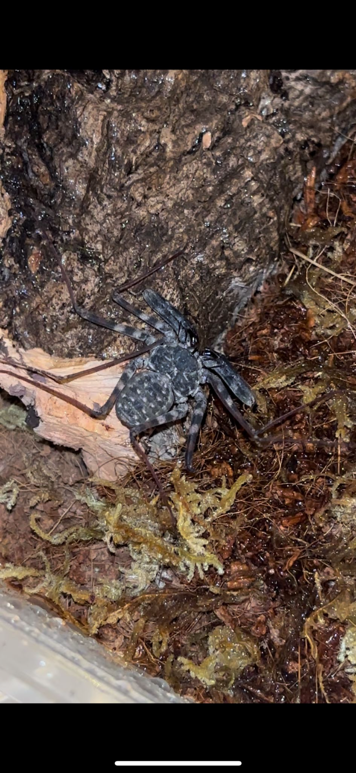 Tailess Whip Scorpion