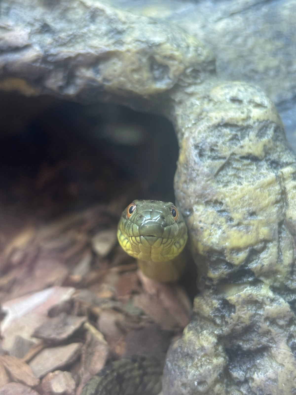 Diamondback Water Snake