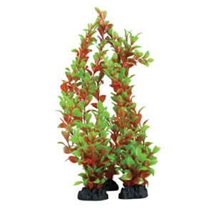 Hugo Ludwigia Red Green 13Cm - Tropical Supplies North East