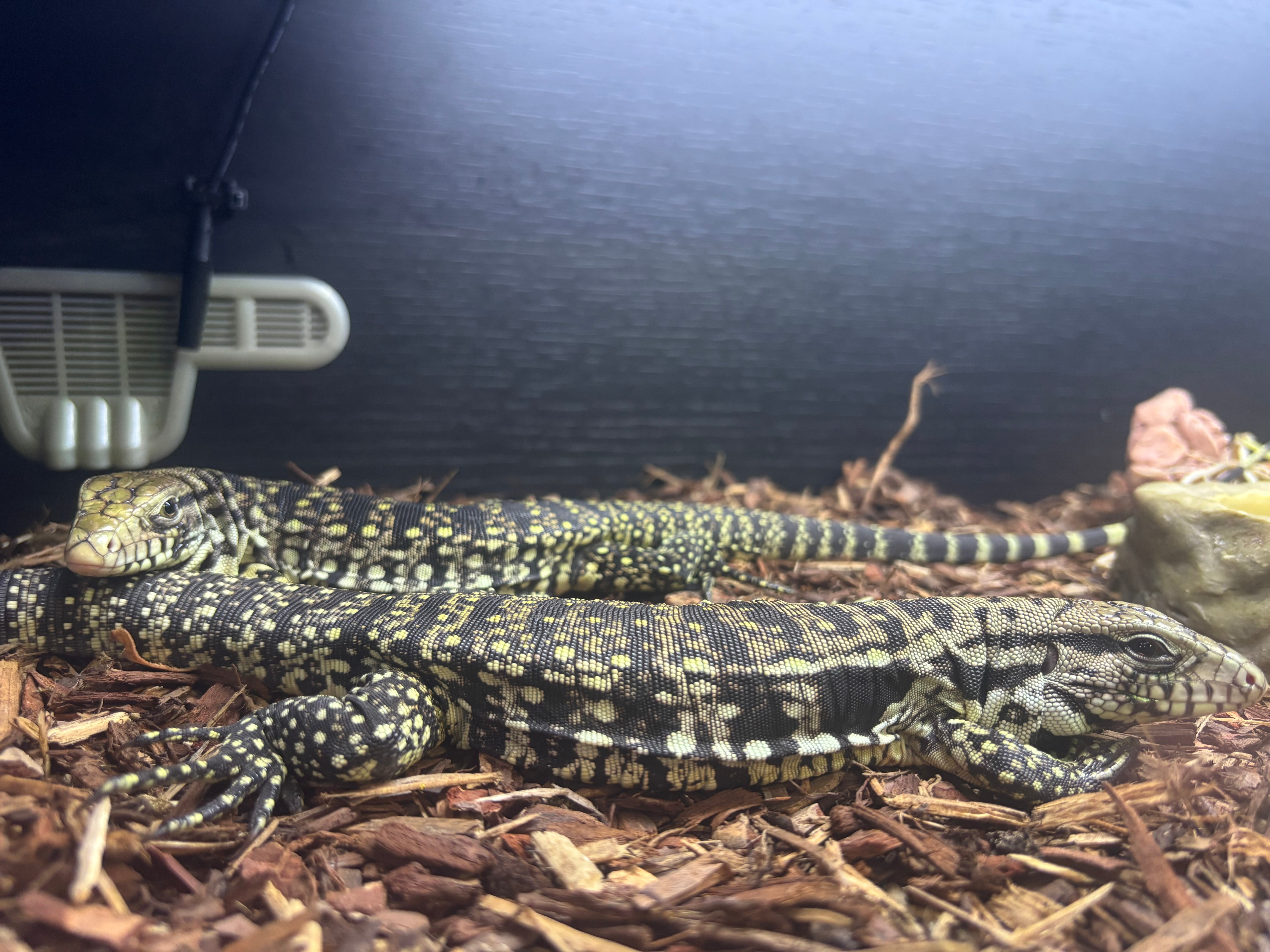 Black and White Argentine Tegu CB26