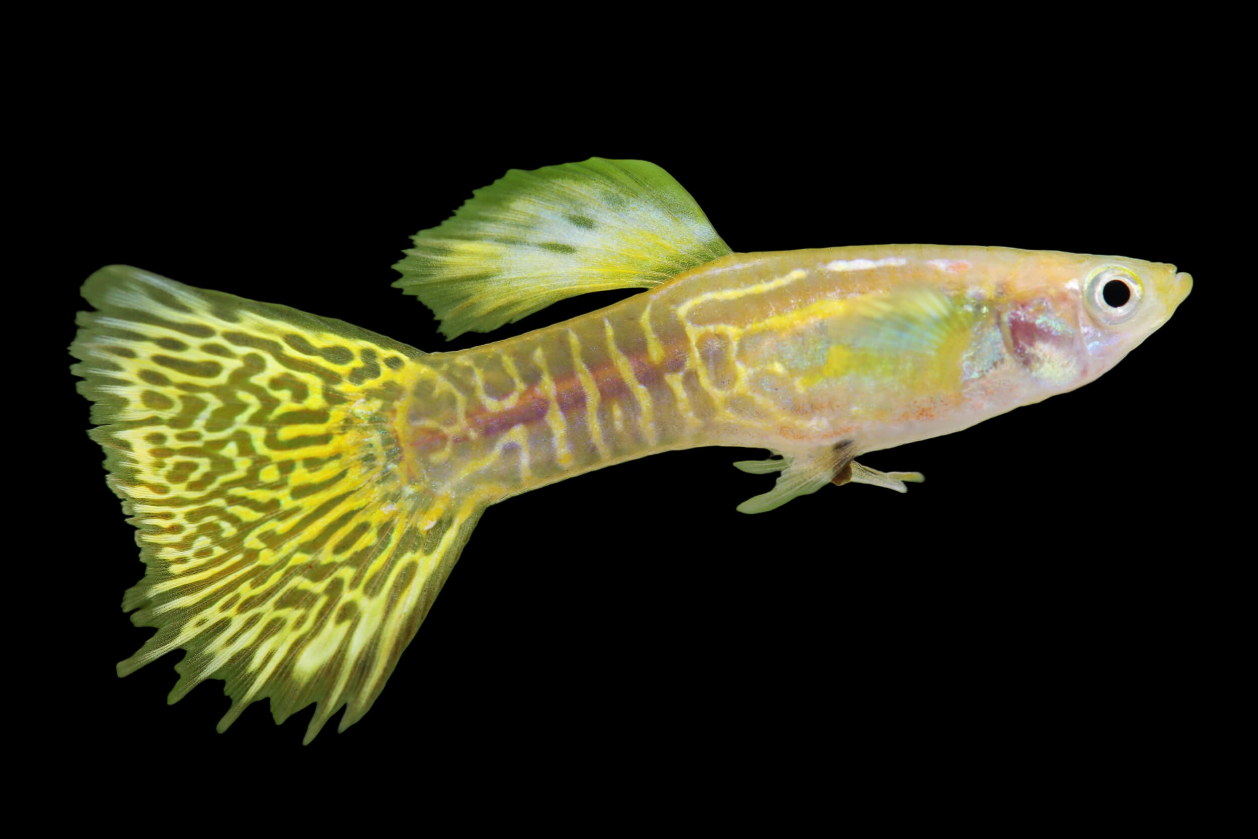 Golden Snakeskin Male Guppy 3cm