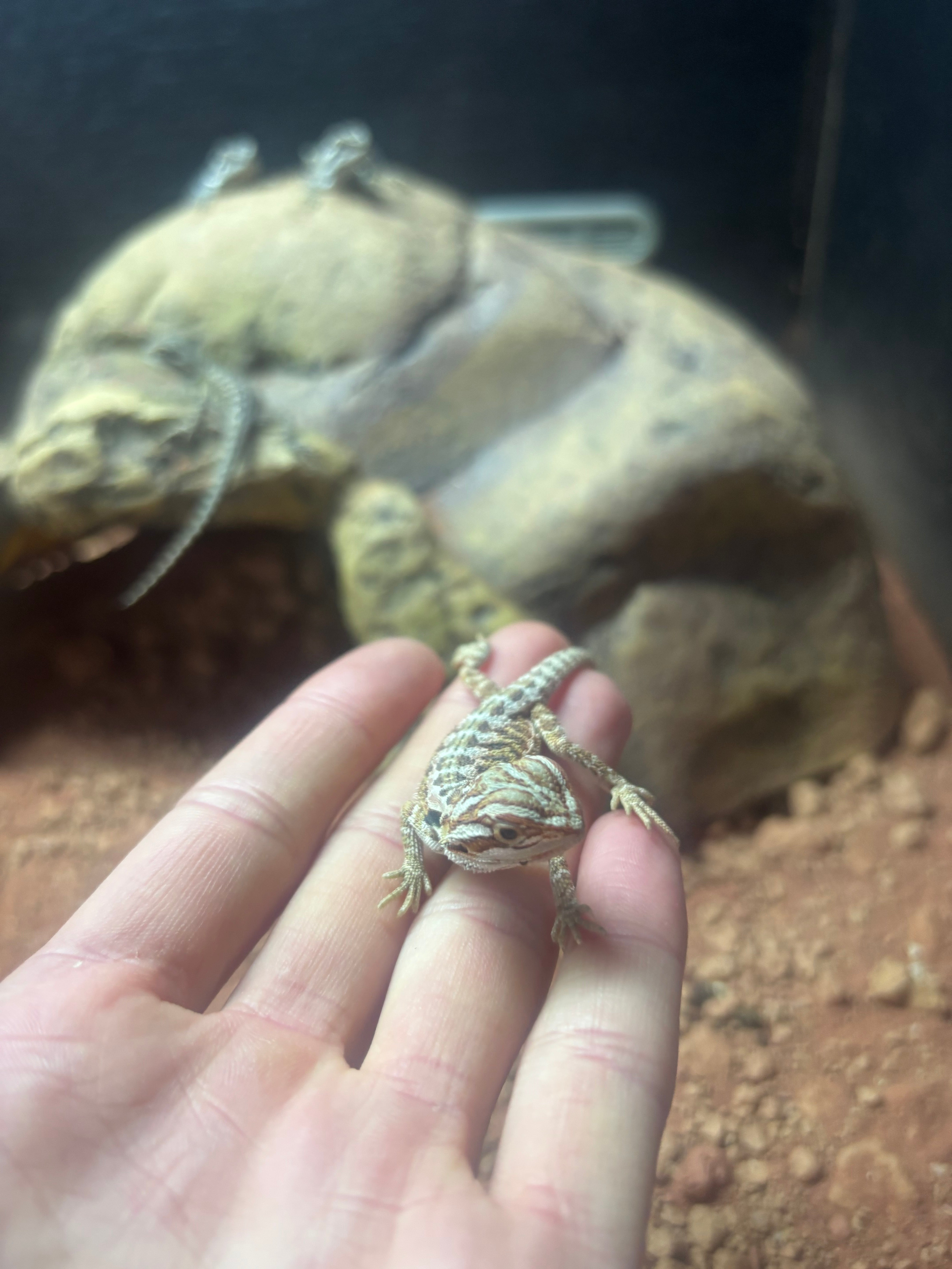 Translucent Hypo Red X Blue Bar Leatherback Bearded Dragon