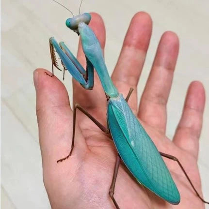 CB Blue Asian Mantis
