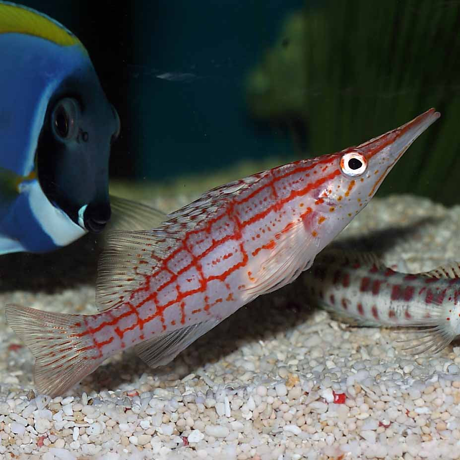 Long Nose Hawkfish - West Ind Ocean MED