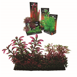 Hugo Boxed Plant Mix 5 15Cm - Tropical Supplies North East