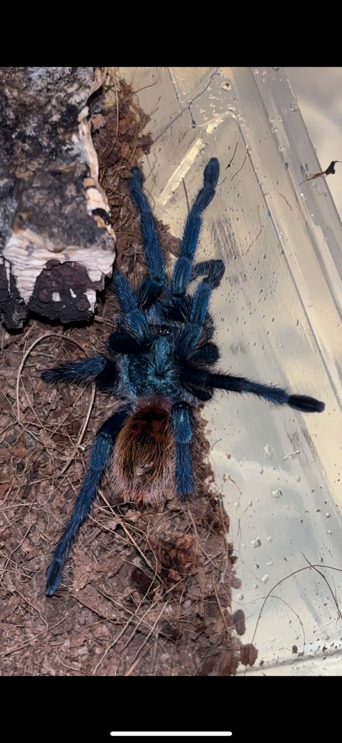 Greenbottle Blue Tarantula
