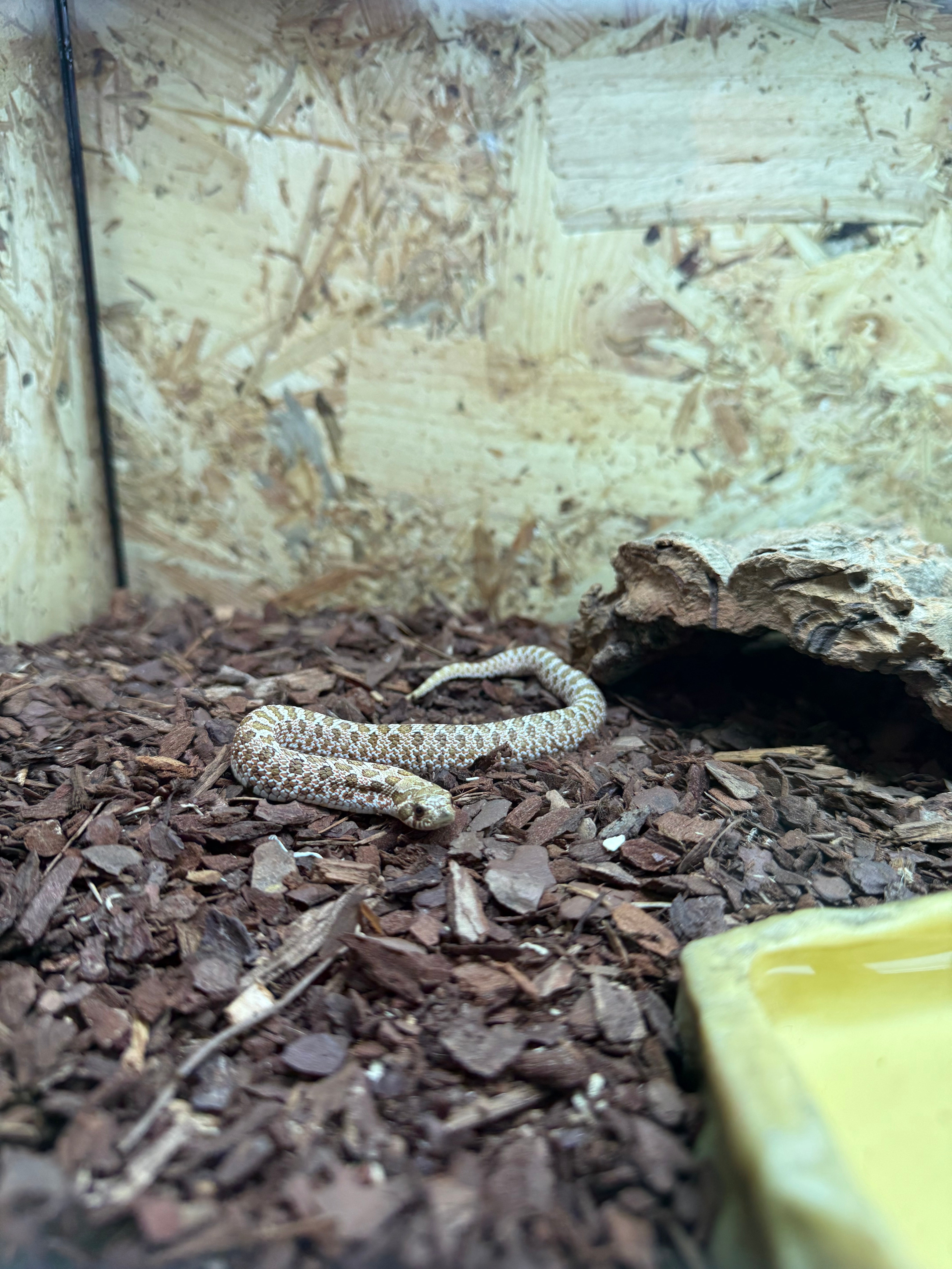 Western Hognose Snake CB25