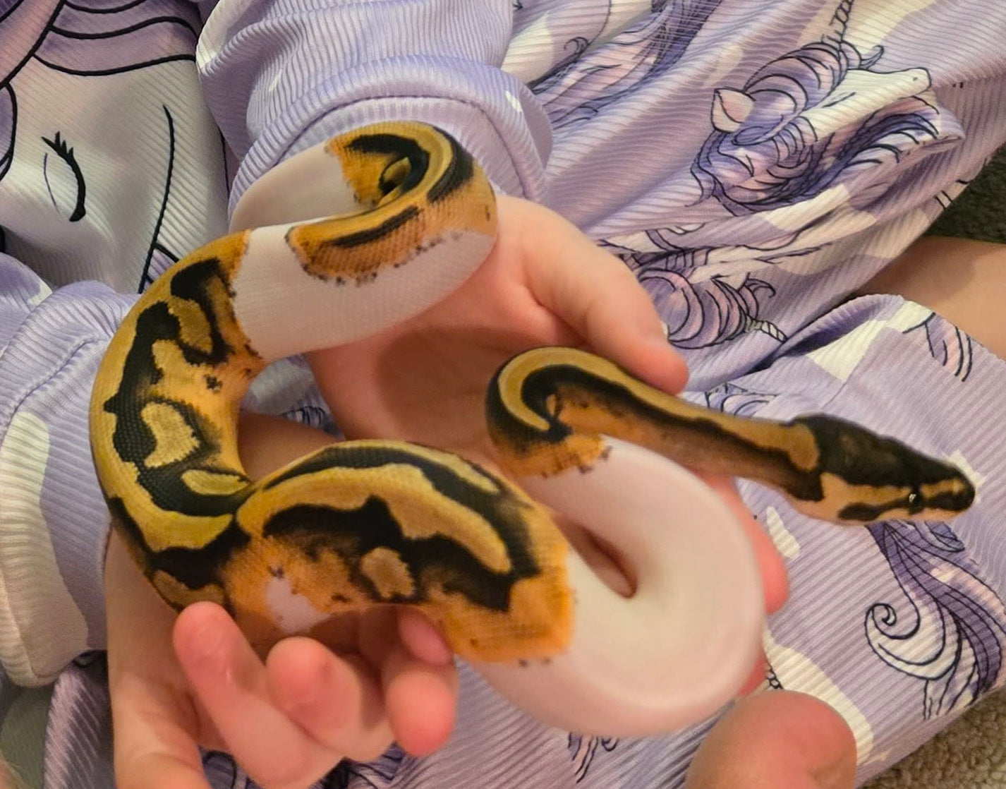 Pastel Pied Specter Python CB25 - Female