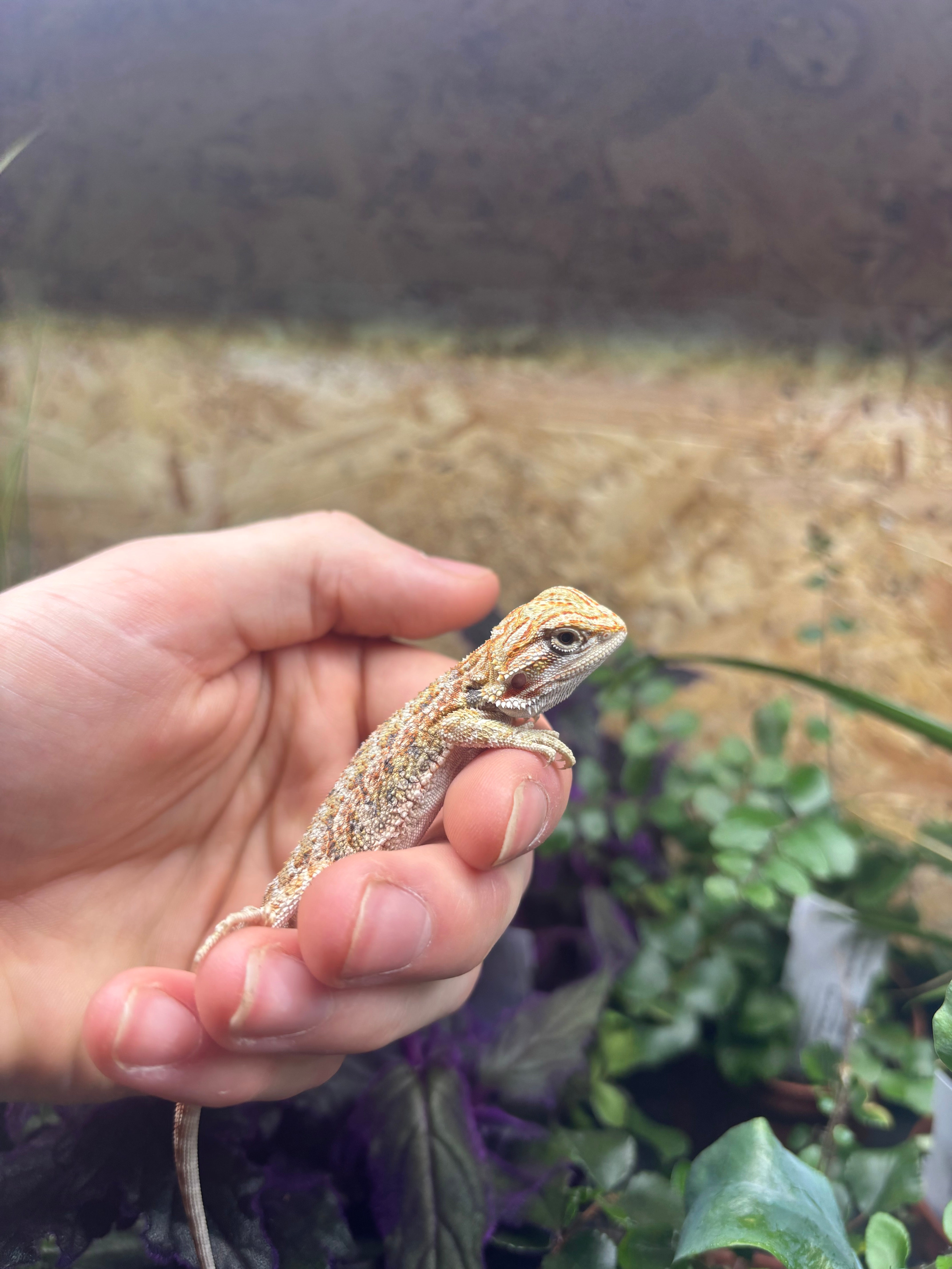 Hypo Bearded Dragon CB26