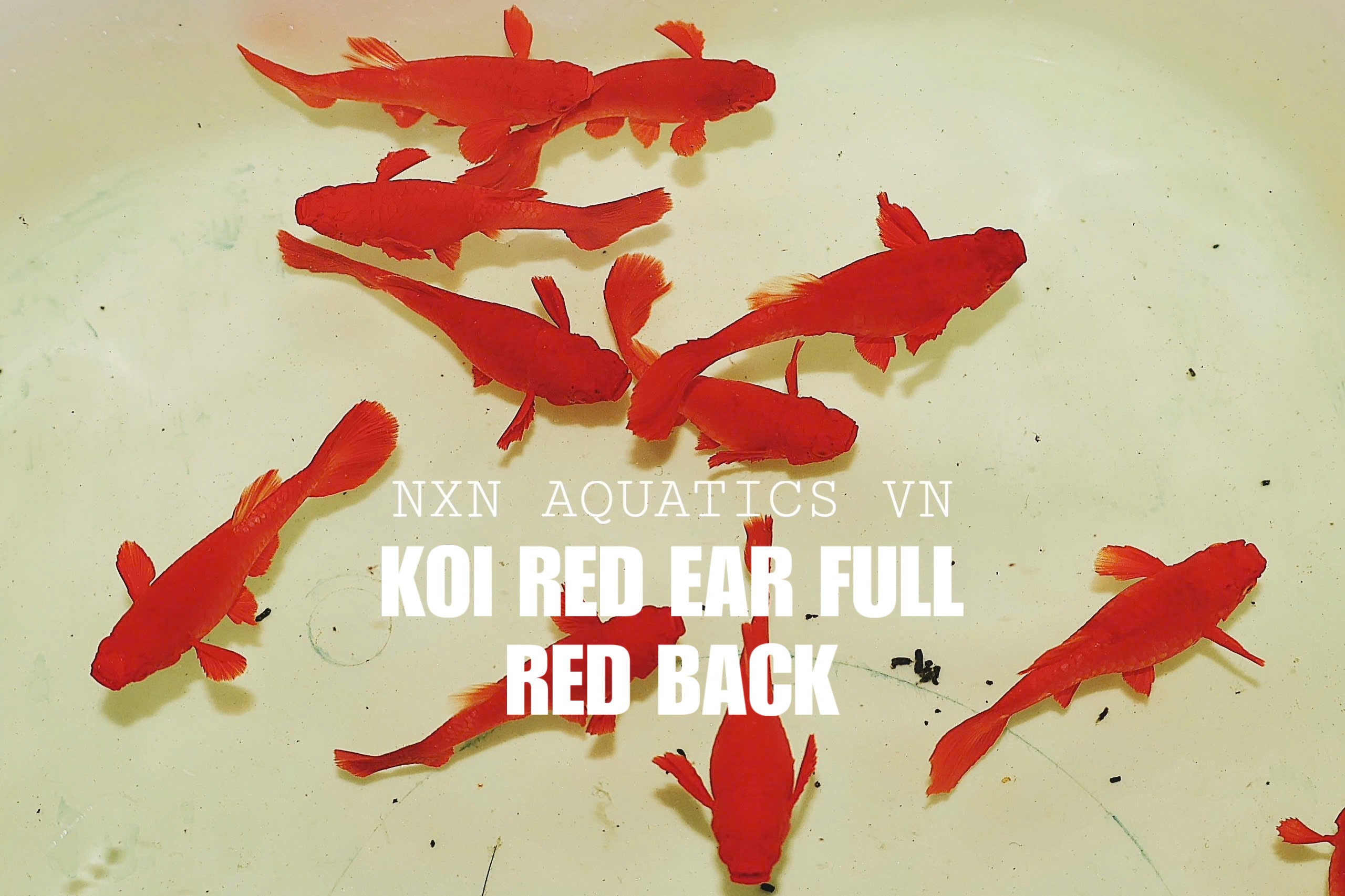 Koi Red Ear Full Back Guppy Pair 3-4cm