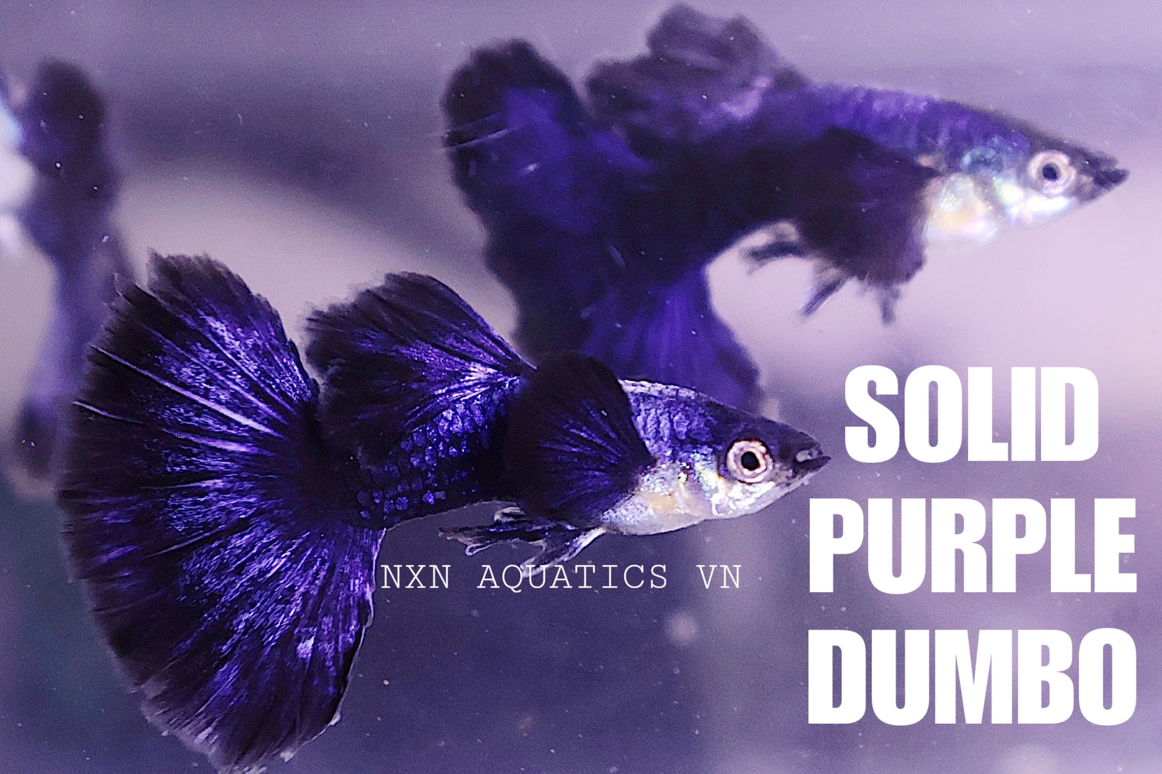 Solid Purple Dumbo Guppy Pair 3-4cm