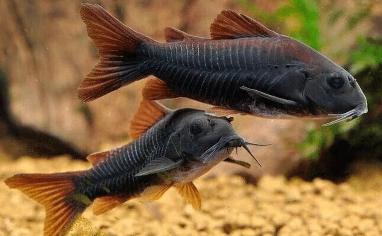 Venezuelan Black Corydoras 3cm