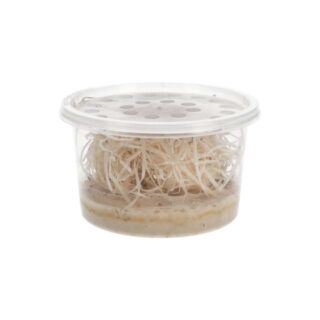 Live Flightless Fruitfly Culture