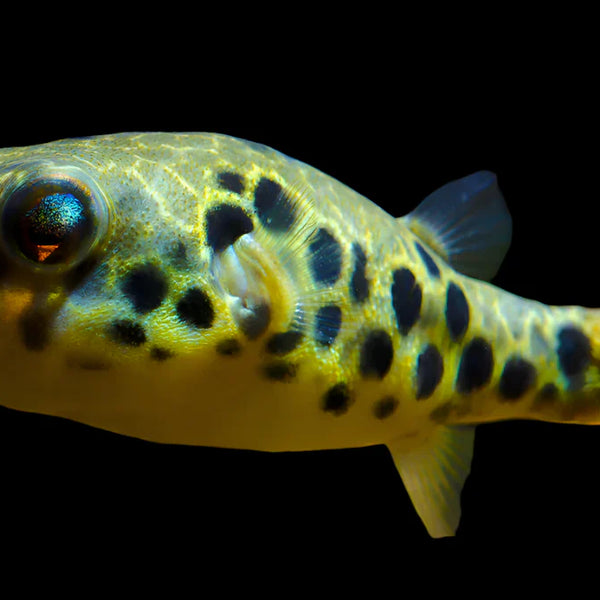 congo box puffer fish Spotted Congo Puffer 6cm