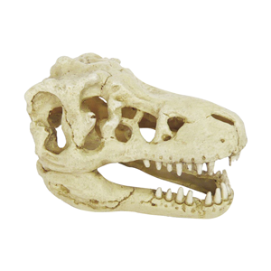 Hugo Dinosaur Skull 18x12x11