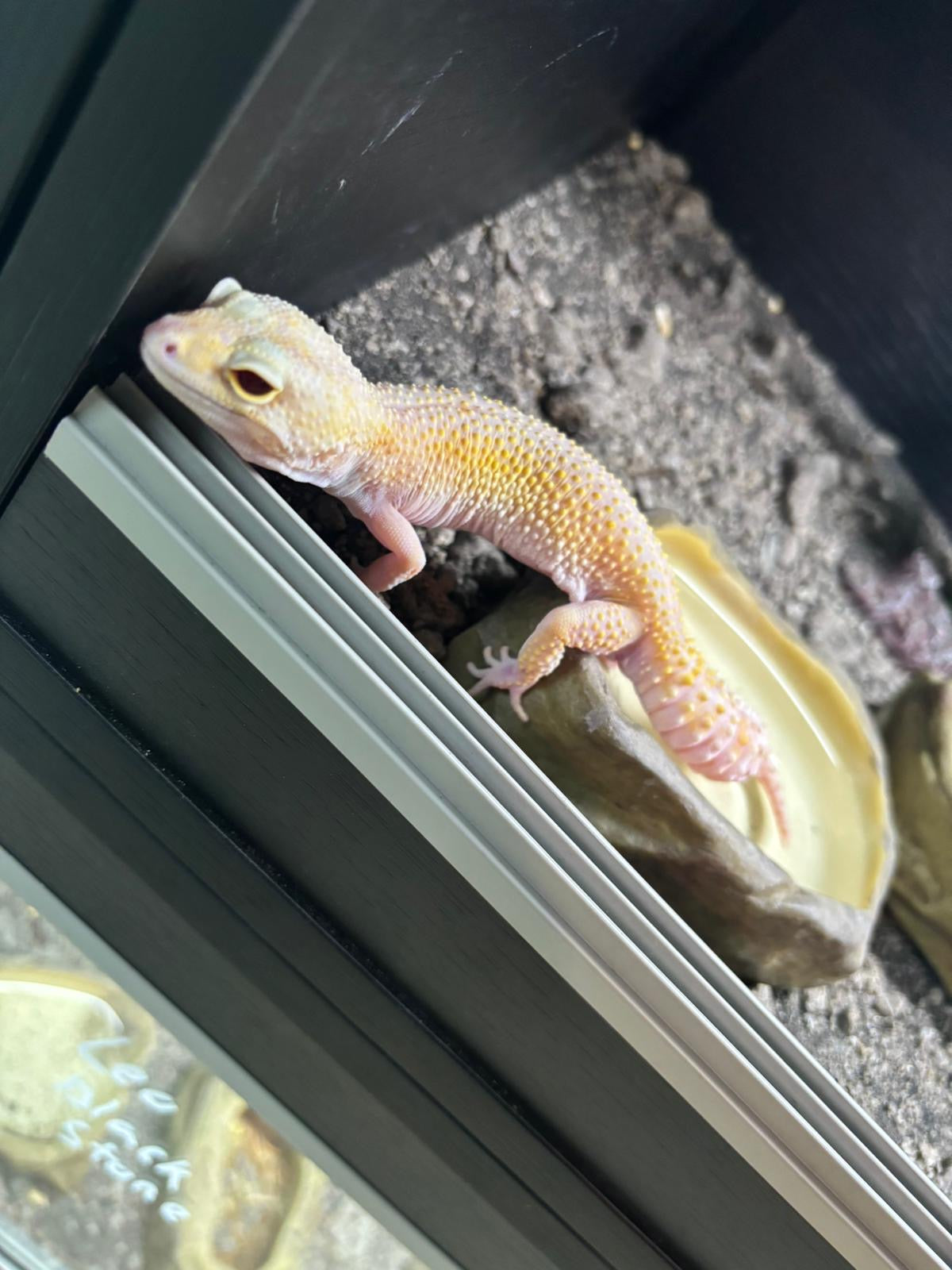 Radar Albino Tremper Leopard Gecko CB23 Female