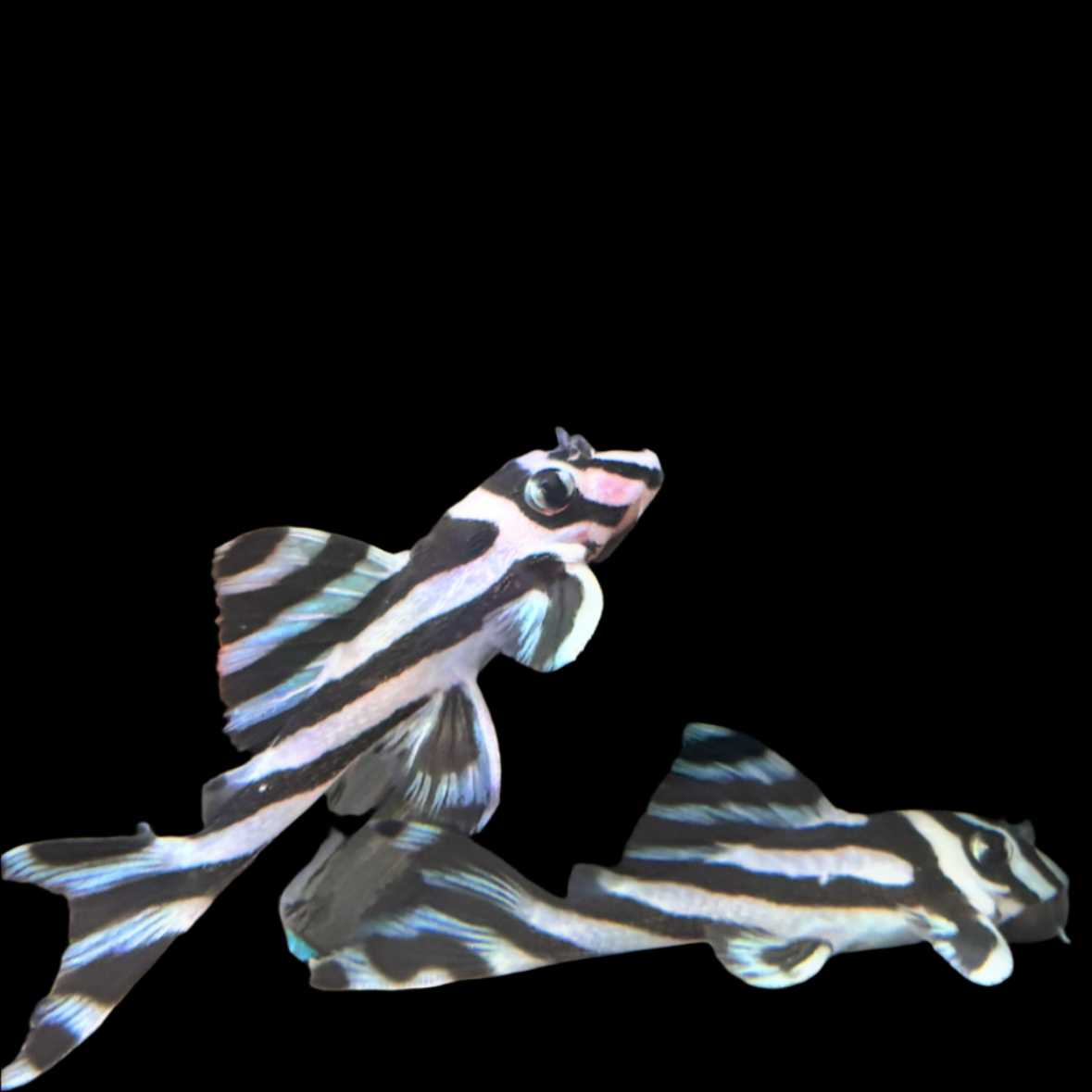 L046 Zebra Pleco 4cm lnumber