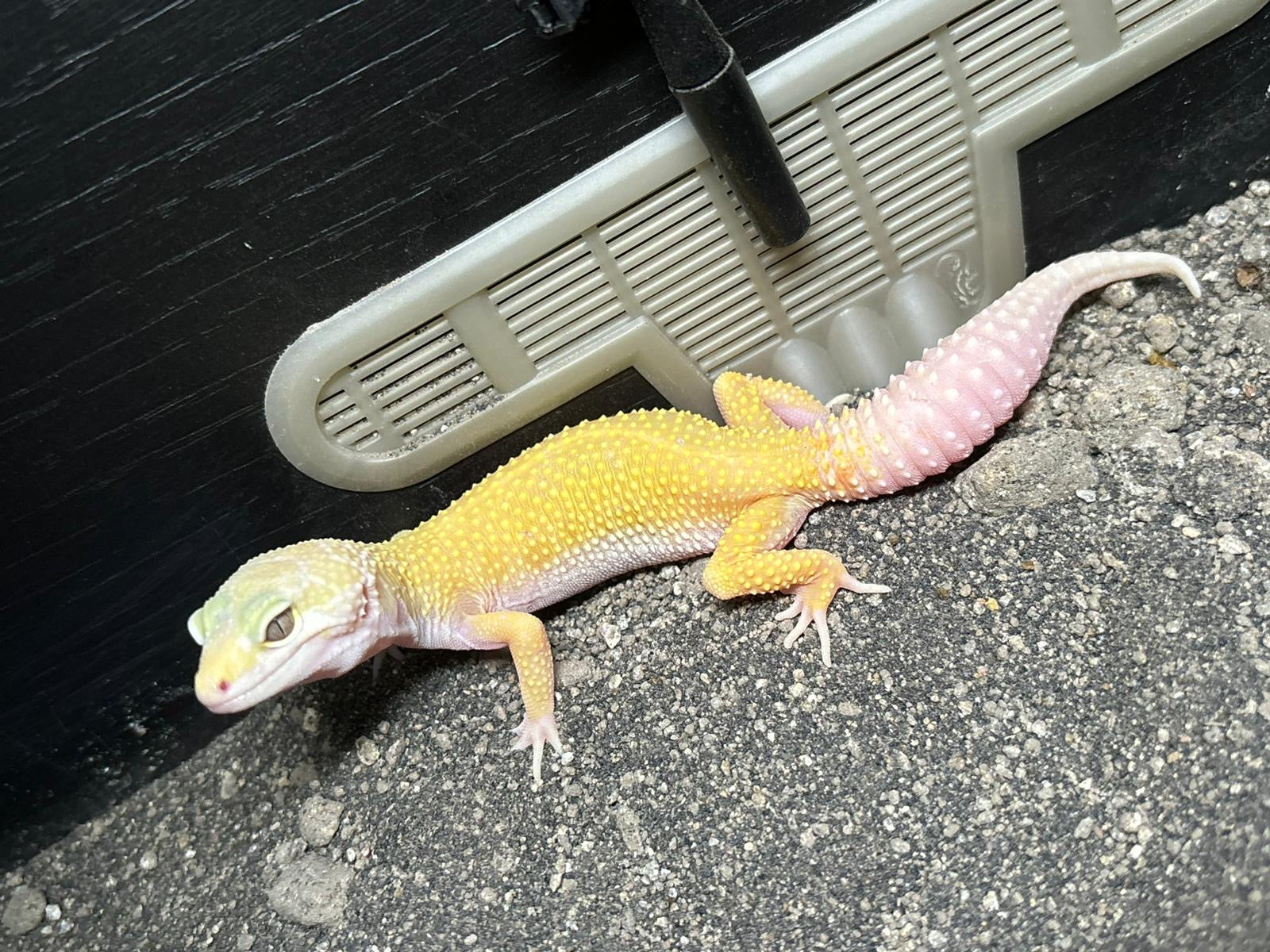 CB Albino Leucistic Leopard Gecko