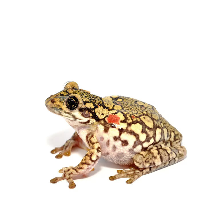 Red Spotted Milk Frog Cb26