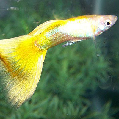 Golden Yellow Male Guppy 3cm