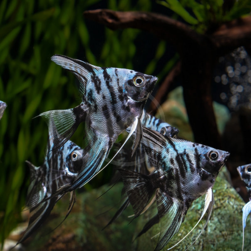 Blue Tiger Platinum Angelfish 4cm