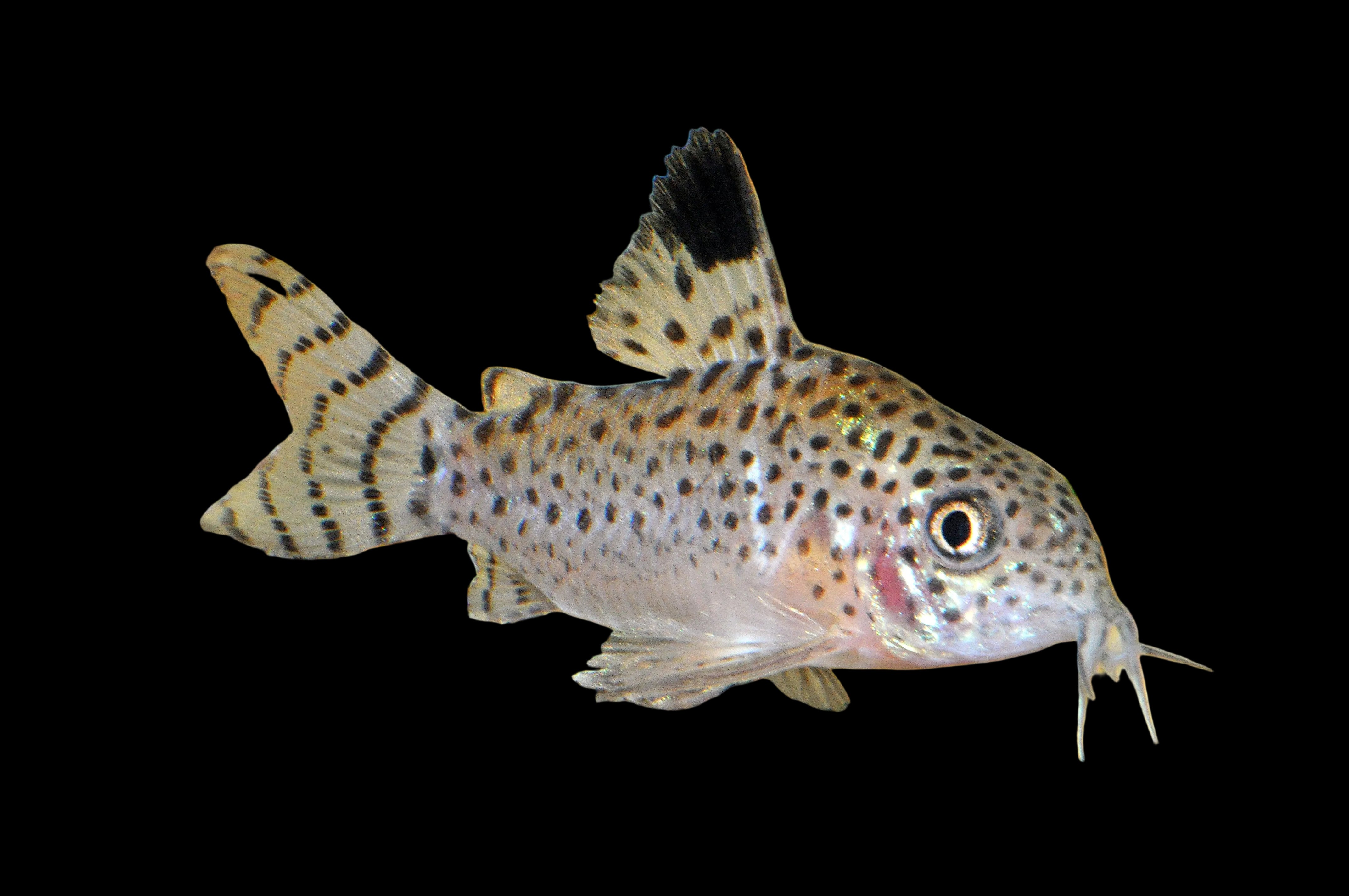 Small fish with spotted pattern on a rocky surface