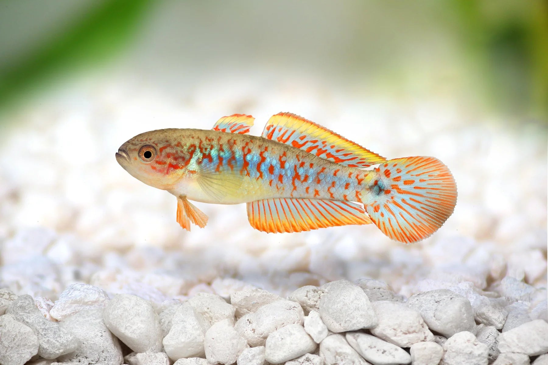 Peacock Goby 3-4cm