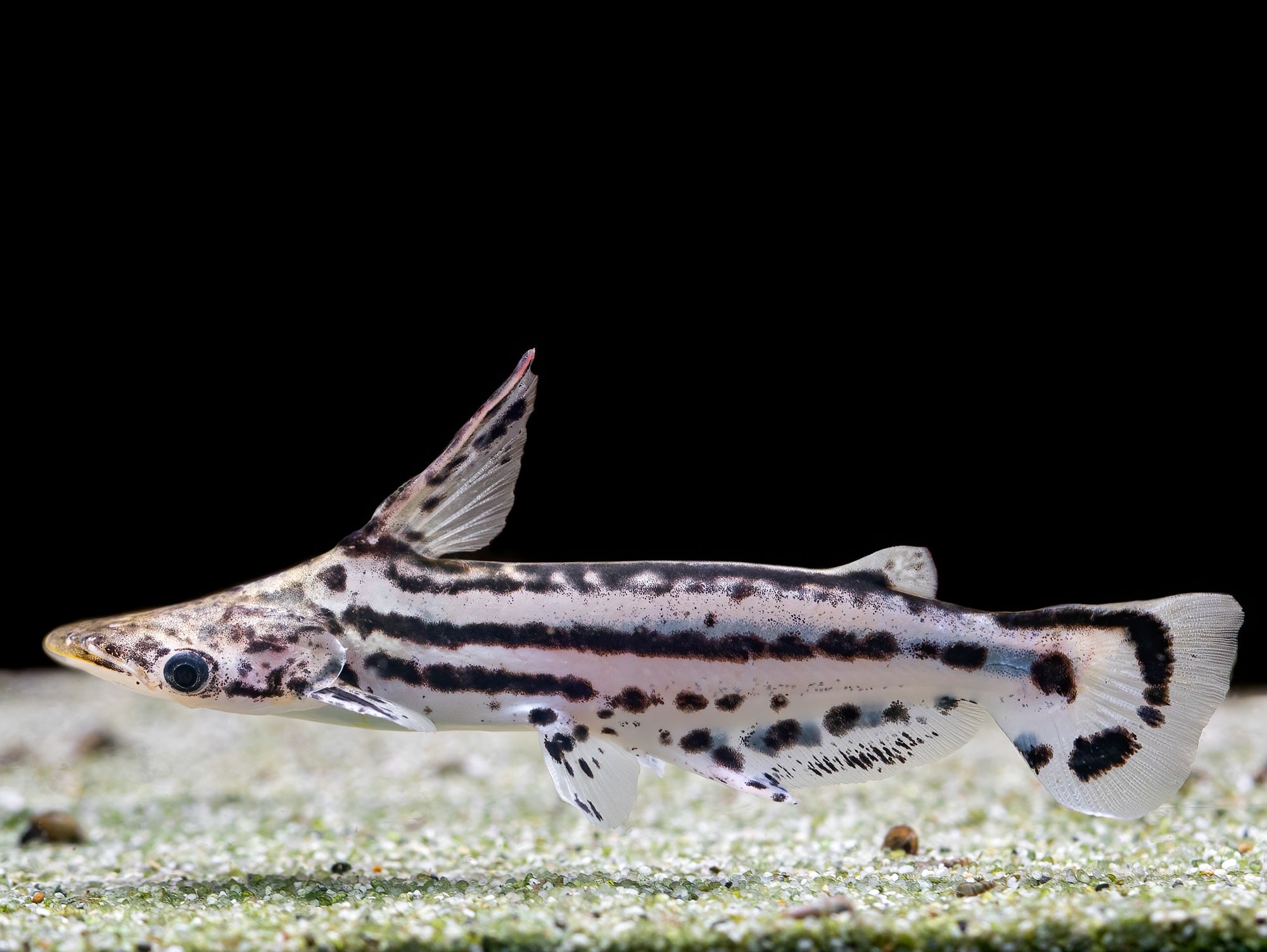 Duckbill Catfish Ageneiosus Magoi 10cm