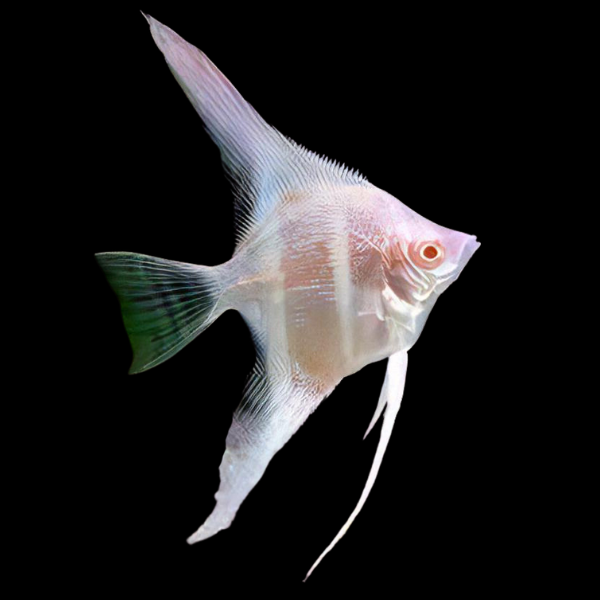 Albino Peru Altum Scalare Angelfish 6cm