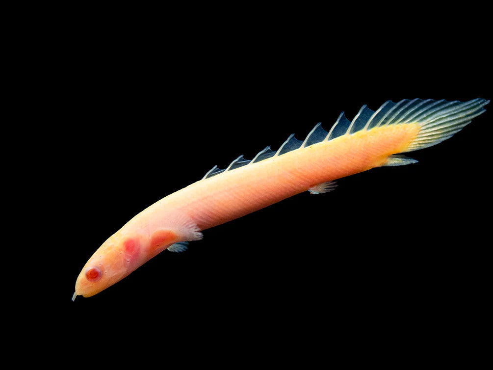 Albino Senegal Bichir 10cm