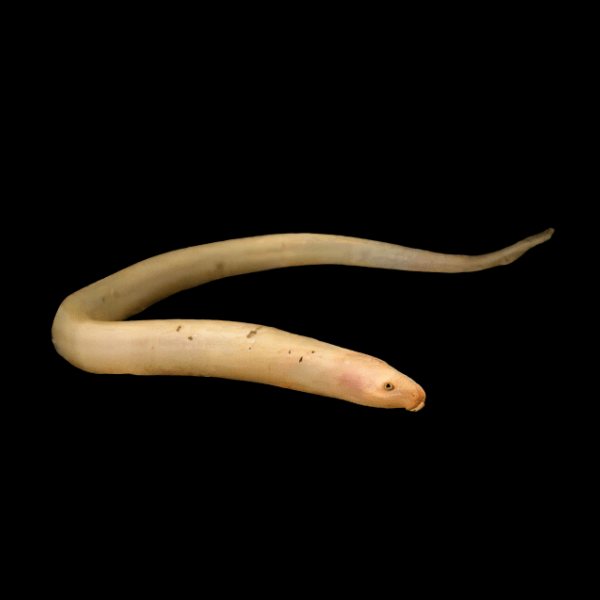 Golden Tulip Eel 30cm