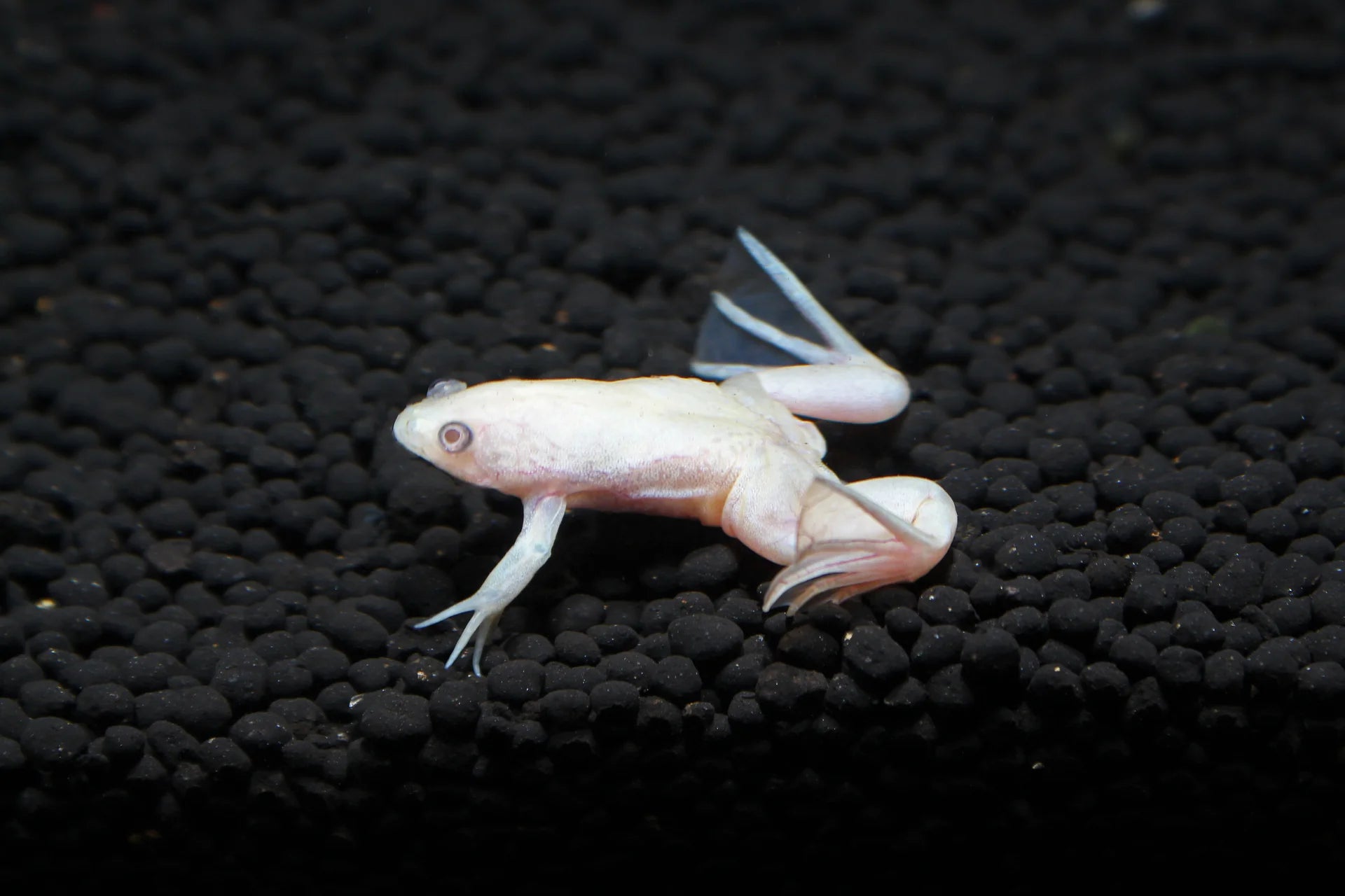 Albino African Dwarf Frog 4cm