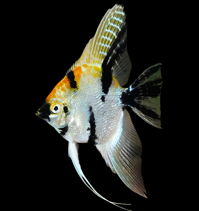 Tri Colour Angelfish 4cm angel discus