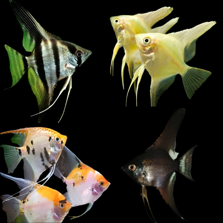 Assorted Angelfish 4cm