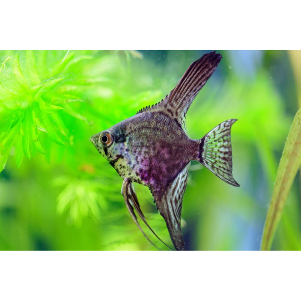 Leopard Angelfish 4cm