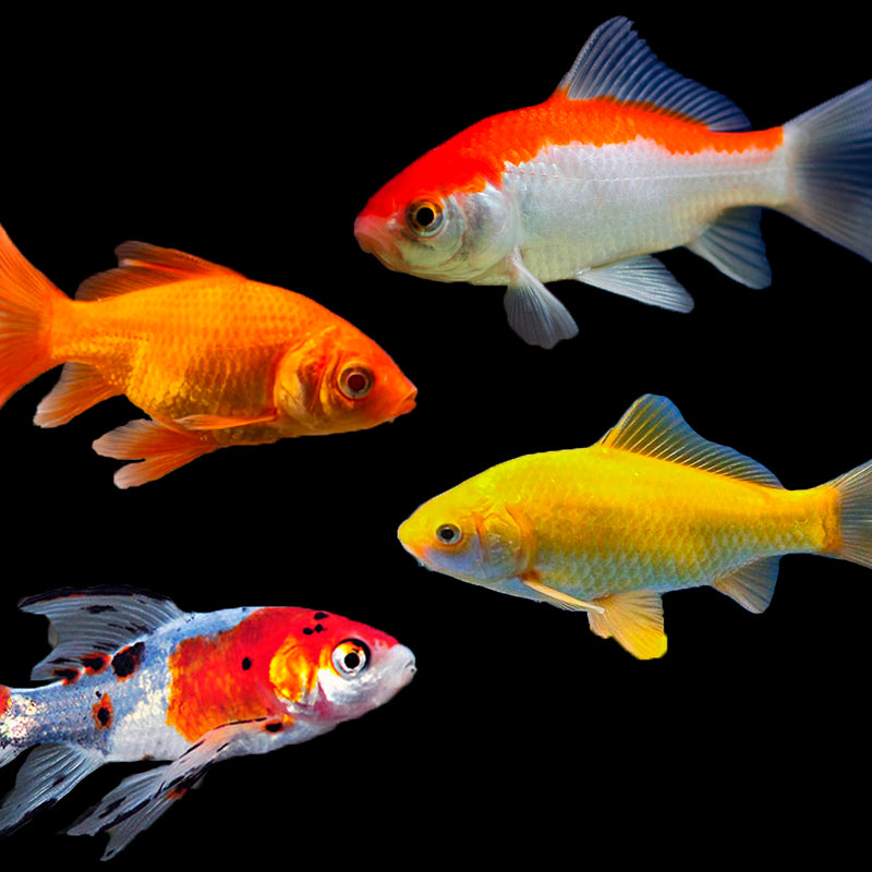 Assorted Pond Goldfish 3-4" - Tropical Supplies