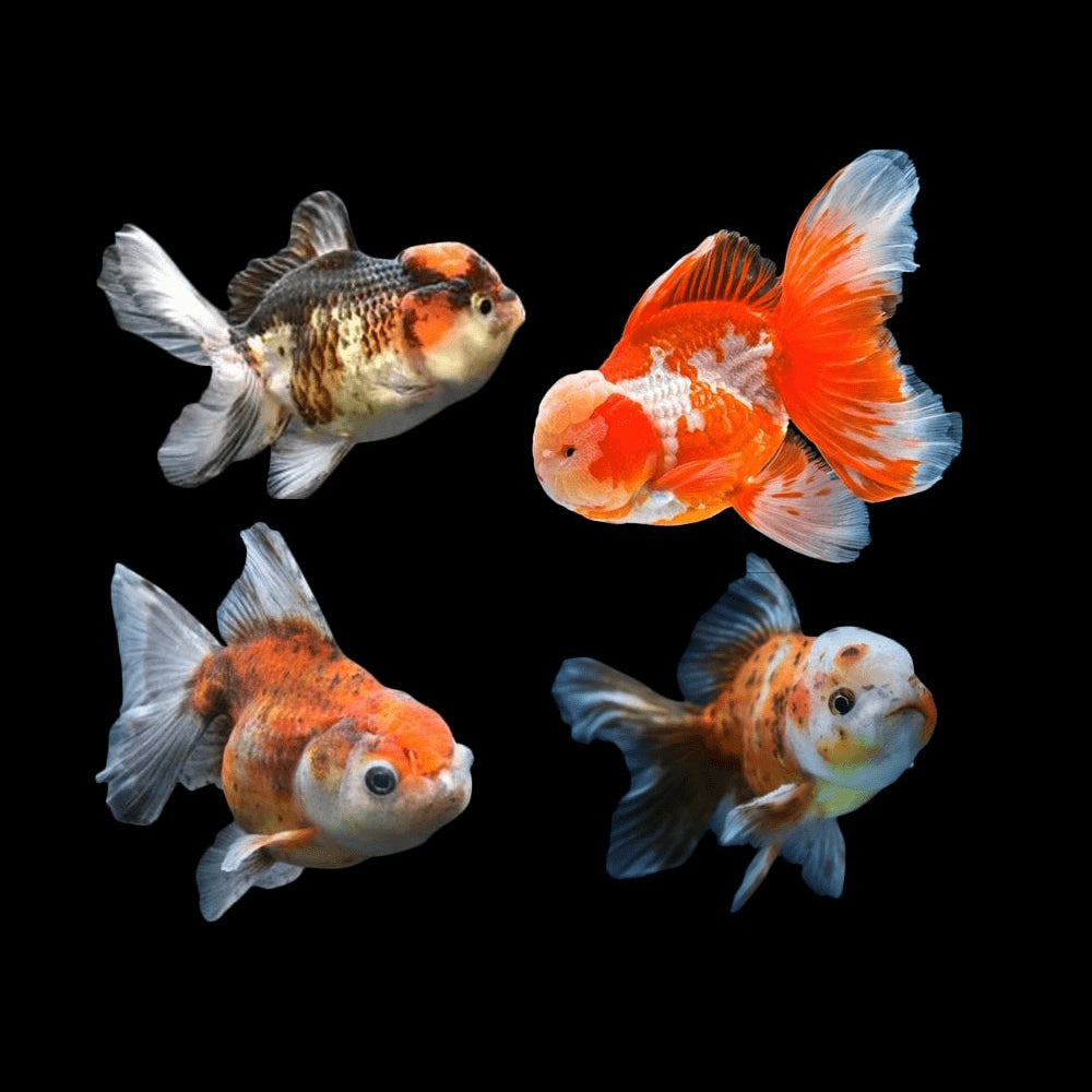 Assorted Oranda 2.5"