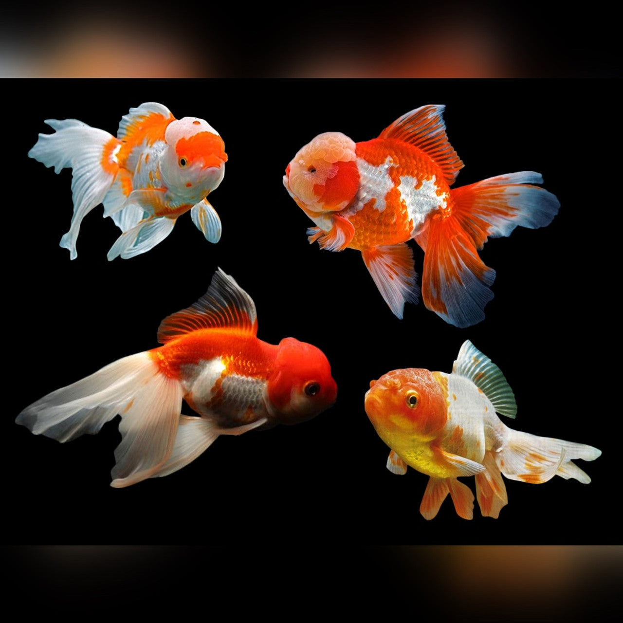 Assorted Oranda 4"