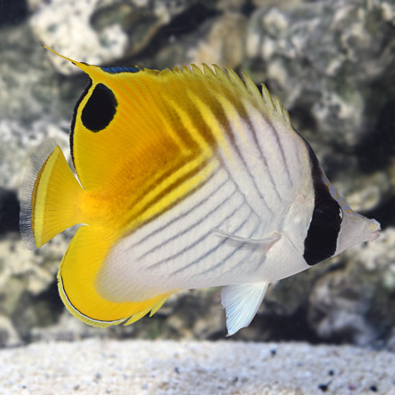 Auriga Butterfly MED