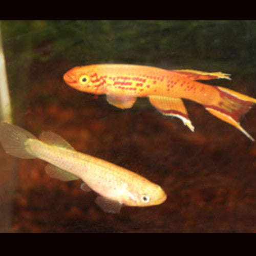 Australe Gold Killifish Pair 4cm