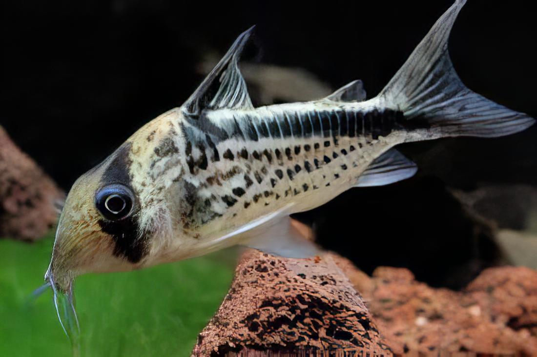 Axelrods Corydoras 4cm