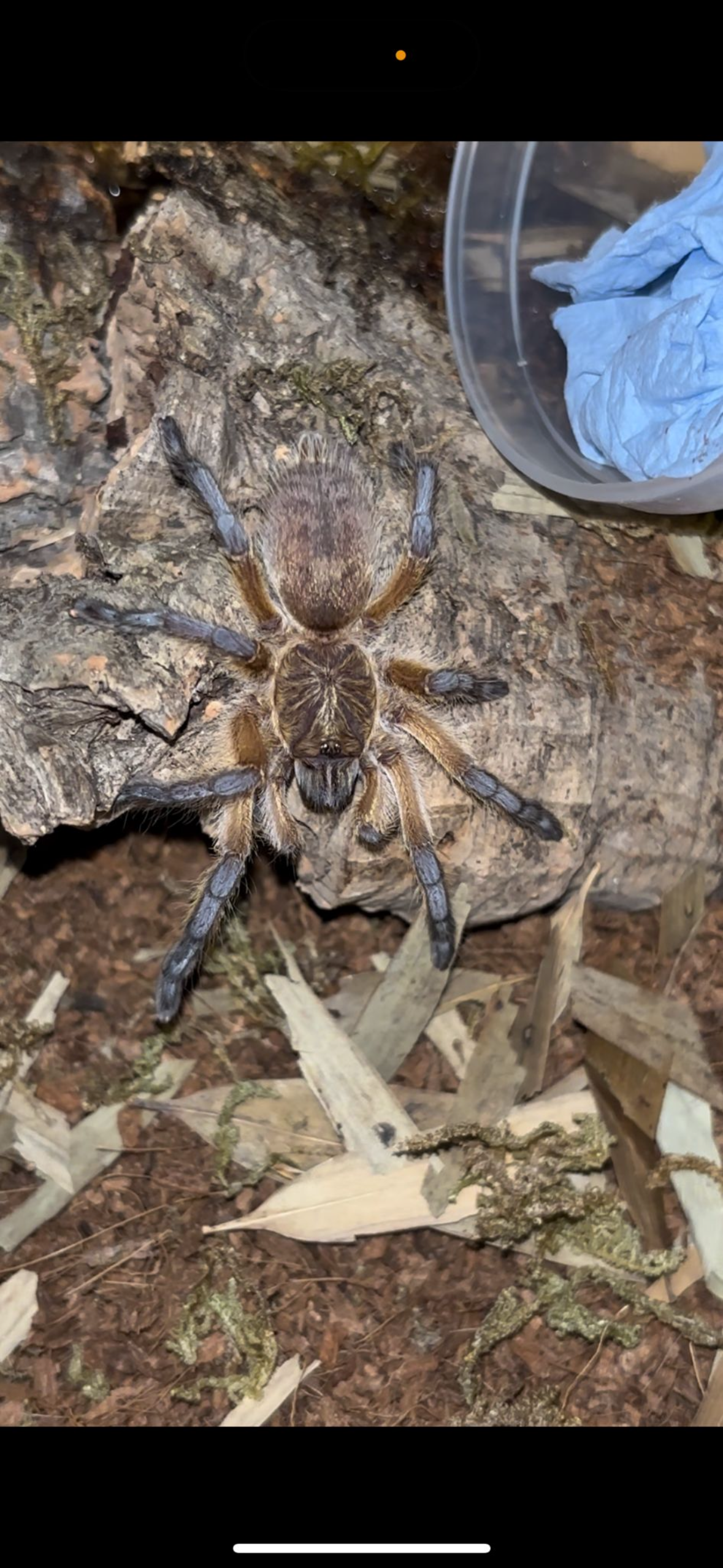 Golden Blue Leg Baboon Tarantula