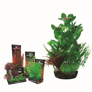Hugo Boxed Plant Mix 8 28Cm - Tropical Supplies North East