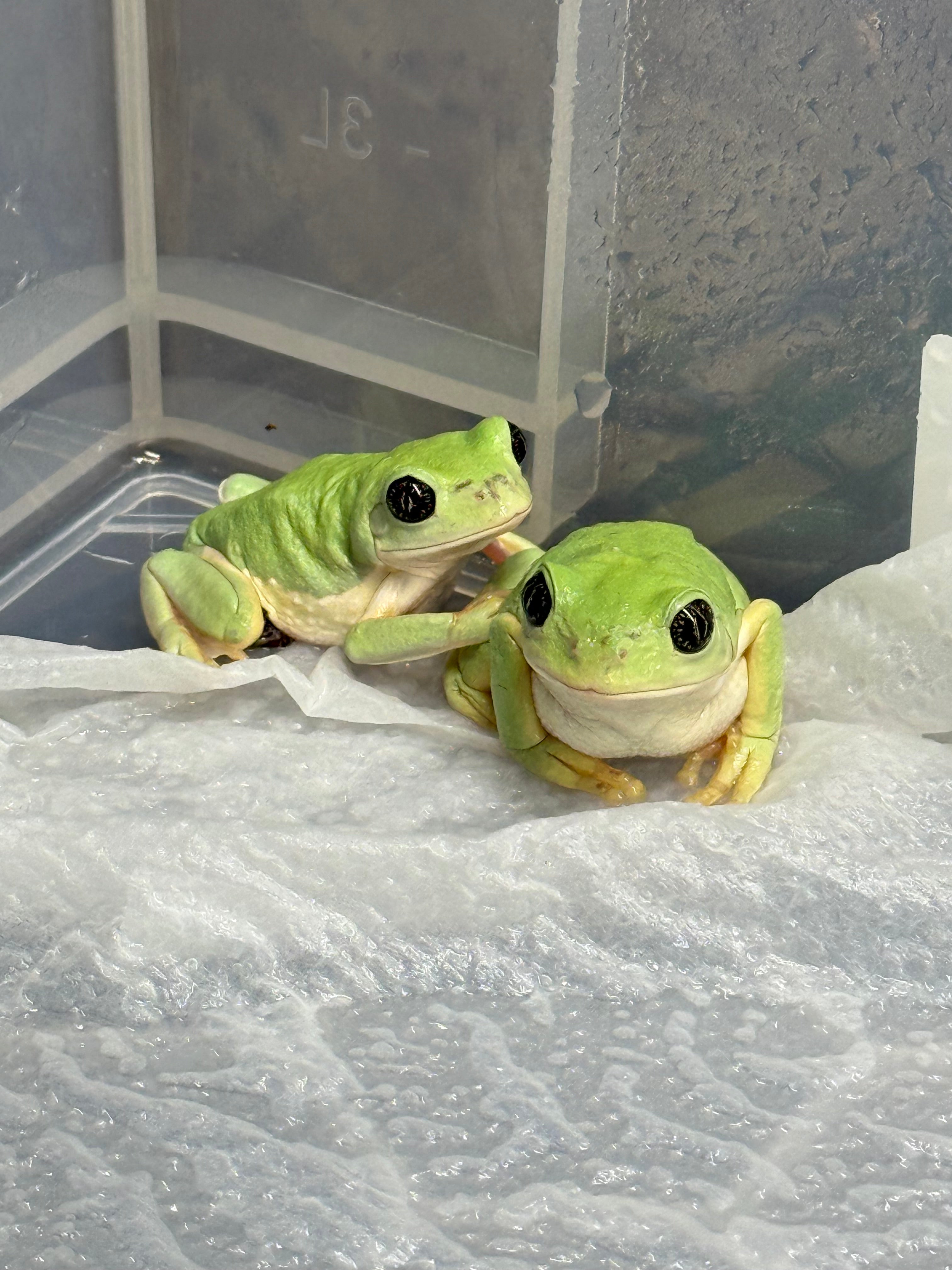 Giant Mexican Leaf Frog CB