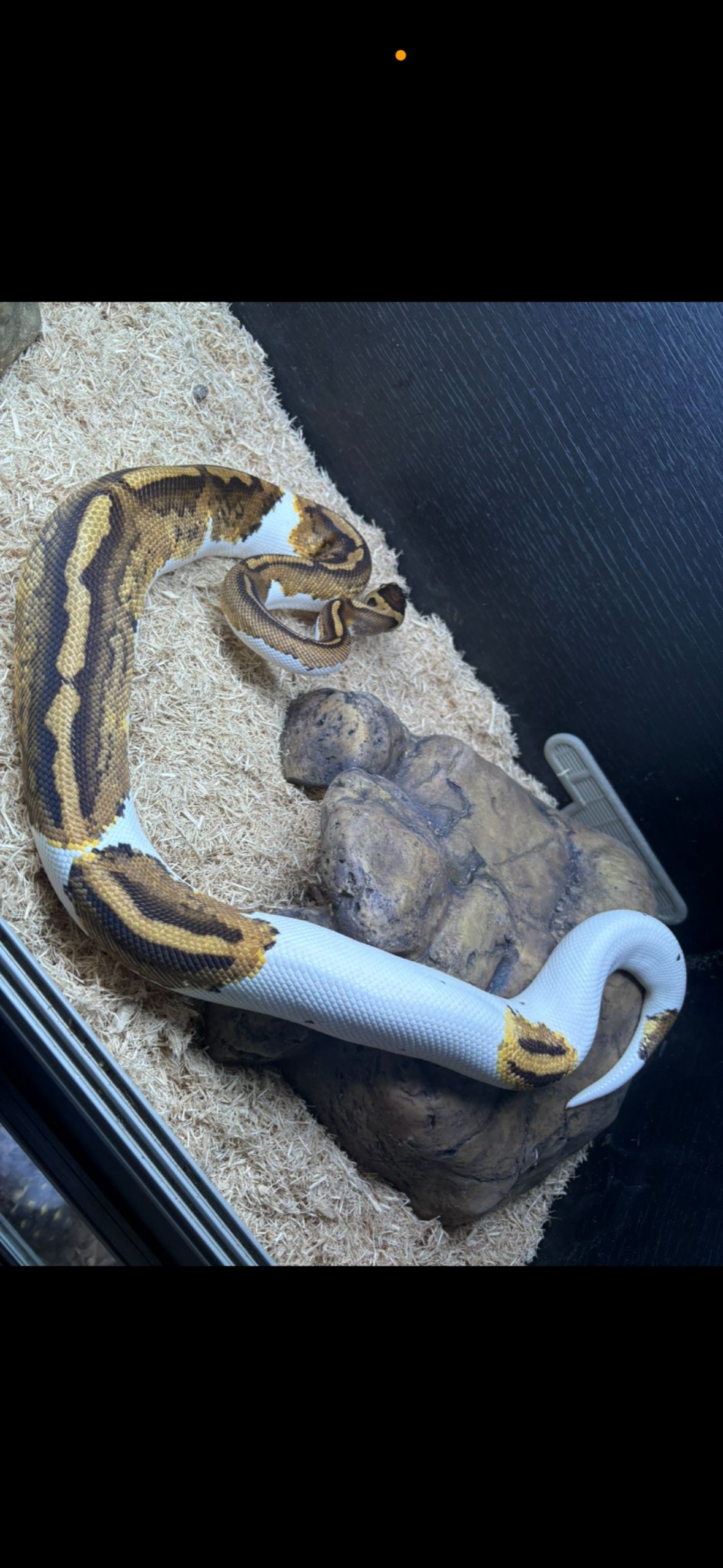 Pied Royal Python CB24