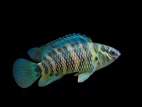 Burmese Badis 2cm south america