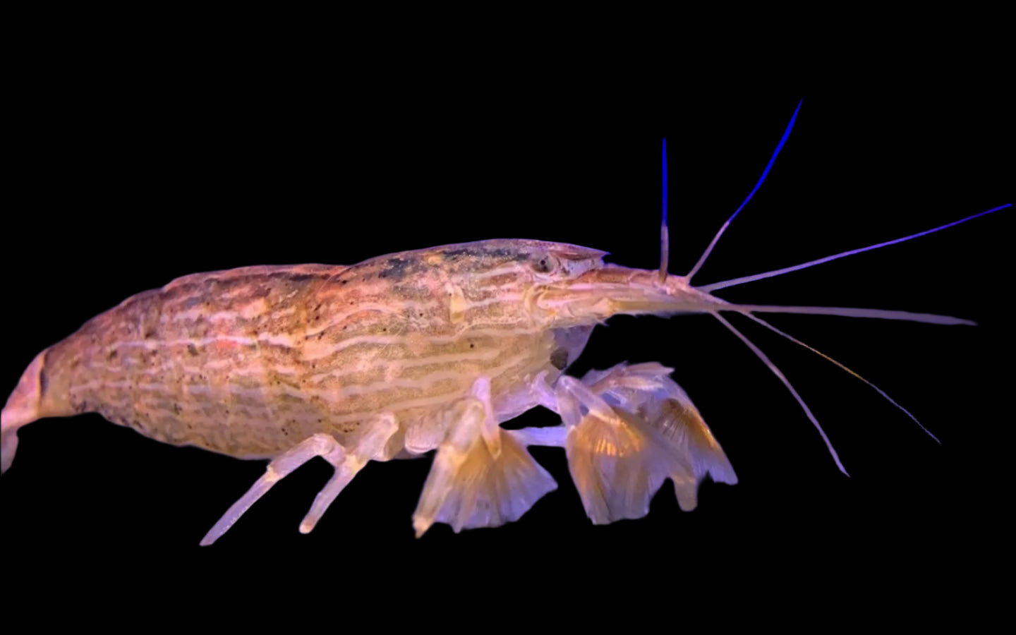Hamiboom Fish Bamboo Shrimp 5-8cm