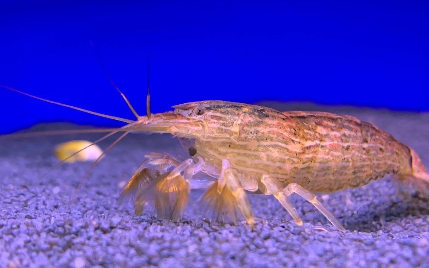 Bamboo Shrimp 7-8cm