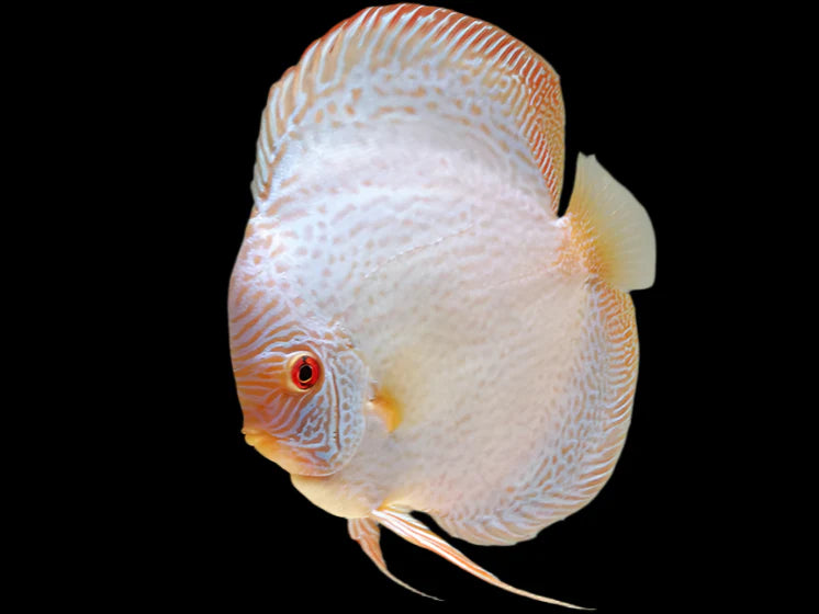 White Scorpion Snakeskin A Grade Discus 8cm+ Body Size - Mr.Johns Discus Farm