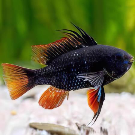 Black Devil Ram 5cm